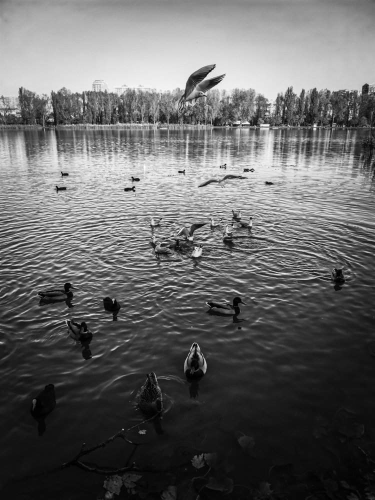 Река и её обитатели