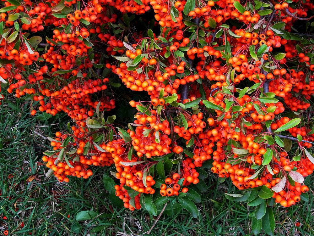 Ягодный паттерн