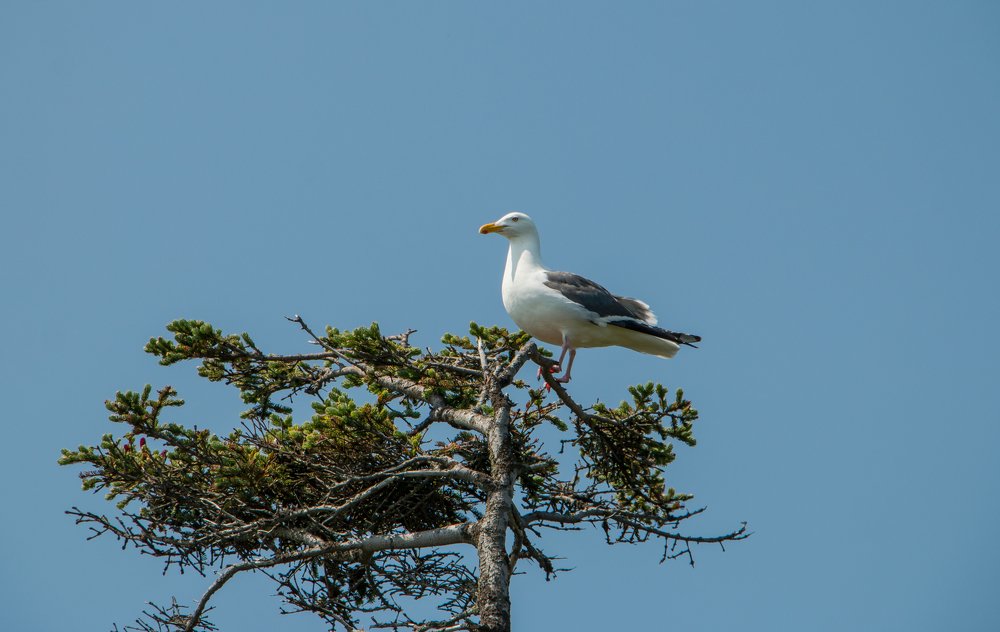 Photograph by Ирина Фастовец