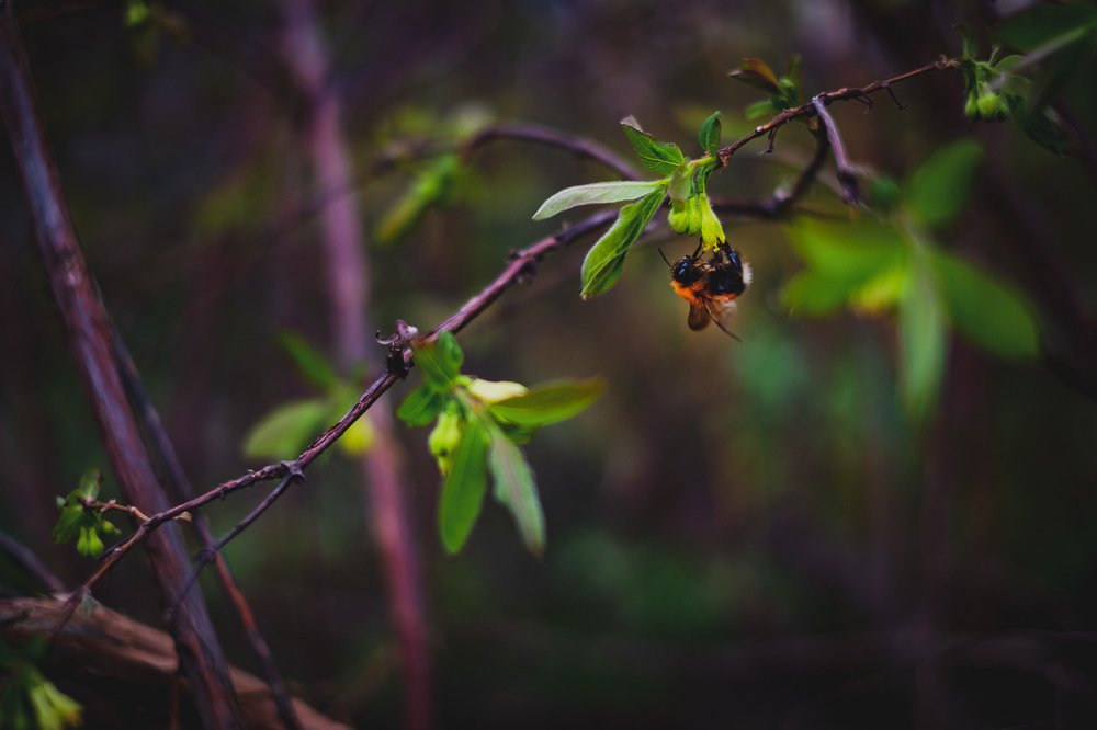 Photograph by Павел Синегубов