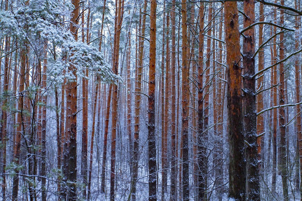 Photograph by Сергей Кочетов