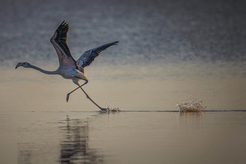 Photograph by Eddie Adamov