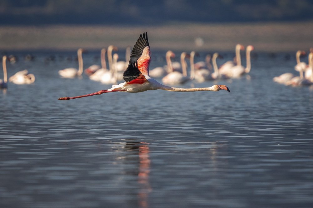 Photograph by Eddie Adamov