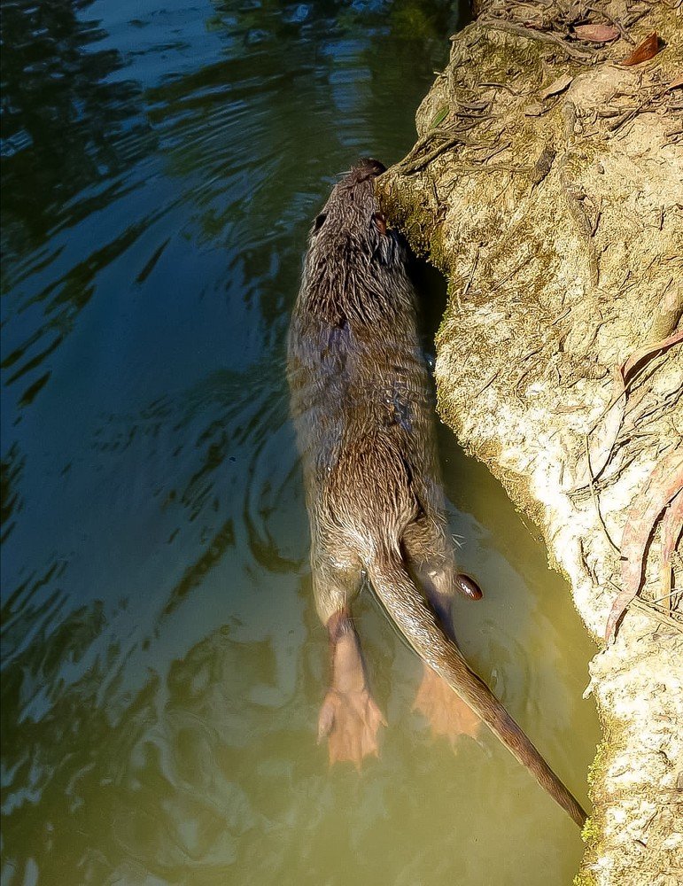 Бегство андатры.