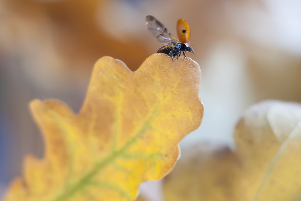 Фотография автора Мария Александрова