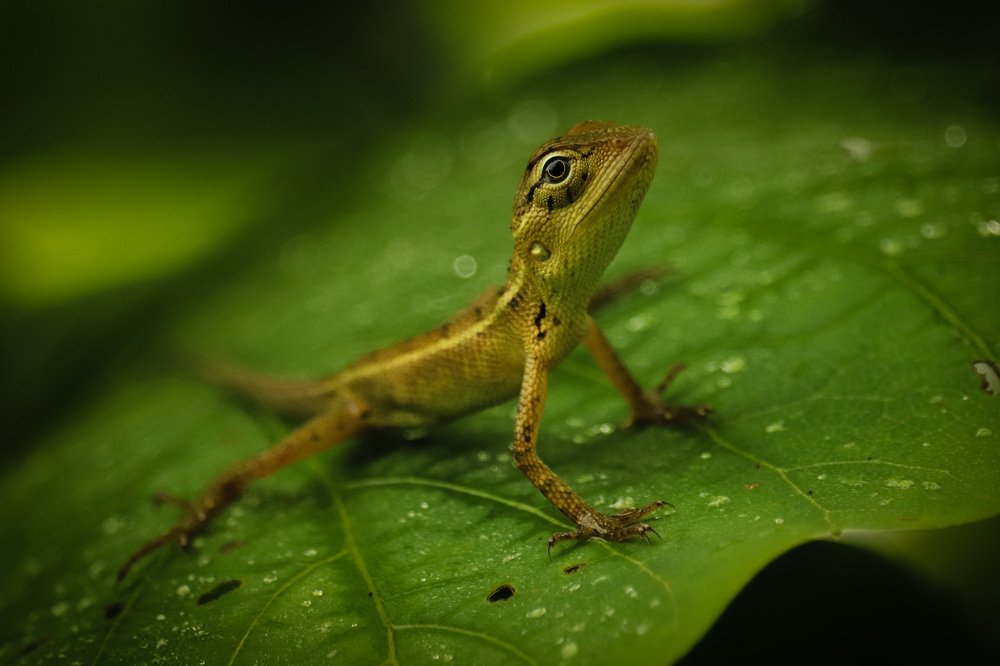 Small lizard in Greenland