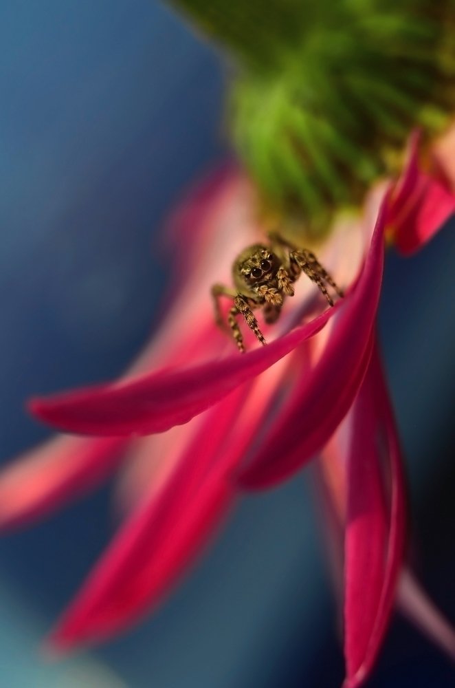 Наблюдатель