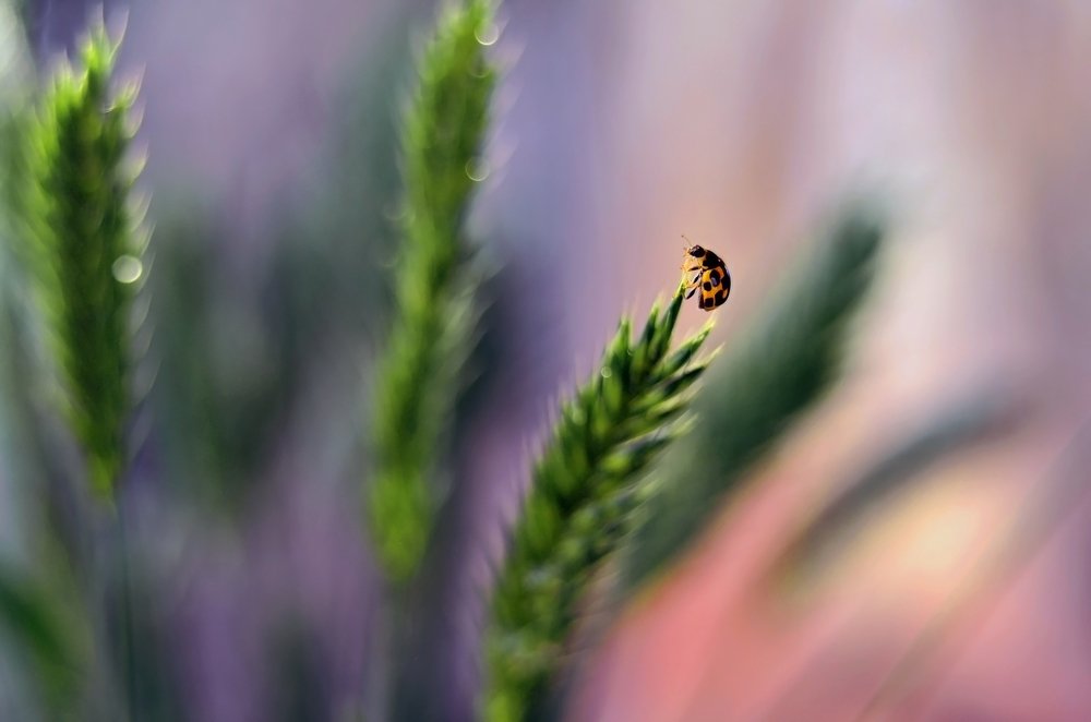 Покоритель колосков