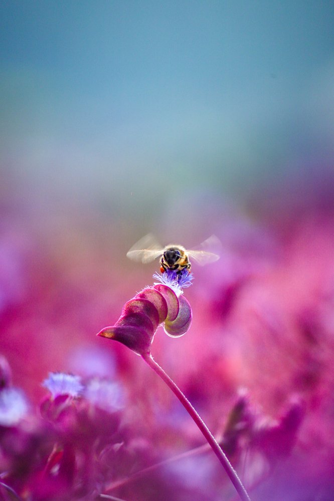 Queen bee