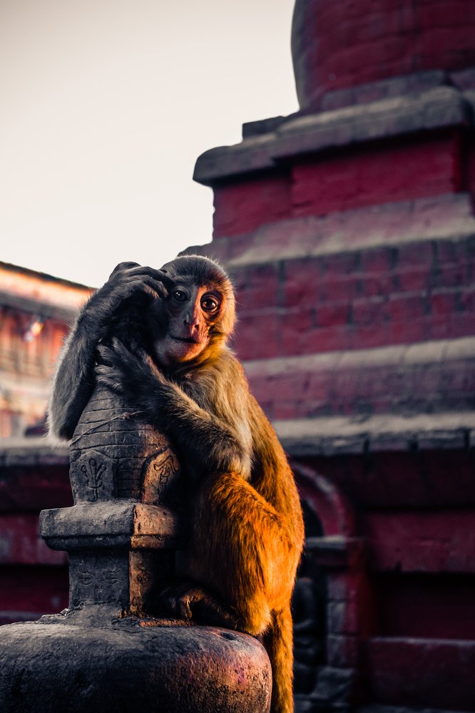 Macaque monkey at Swayambhunath Stupa (The Monkey Temple)