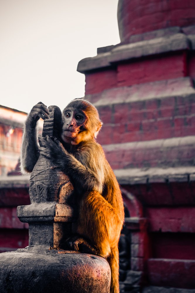 Macaque monkey at Swayambhunath Stupa (The Monkey Temple)