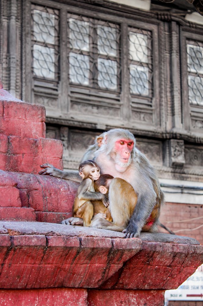 Macaque monkeys at Swayambhunath Stupa (The Monkey Temple)