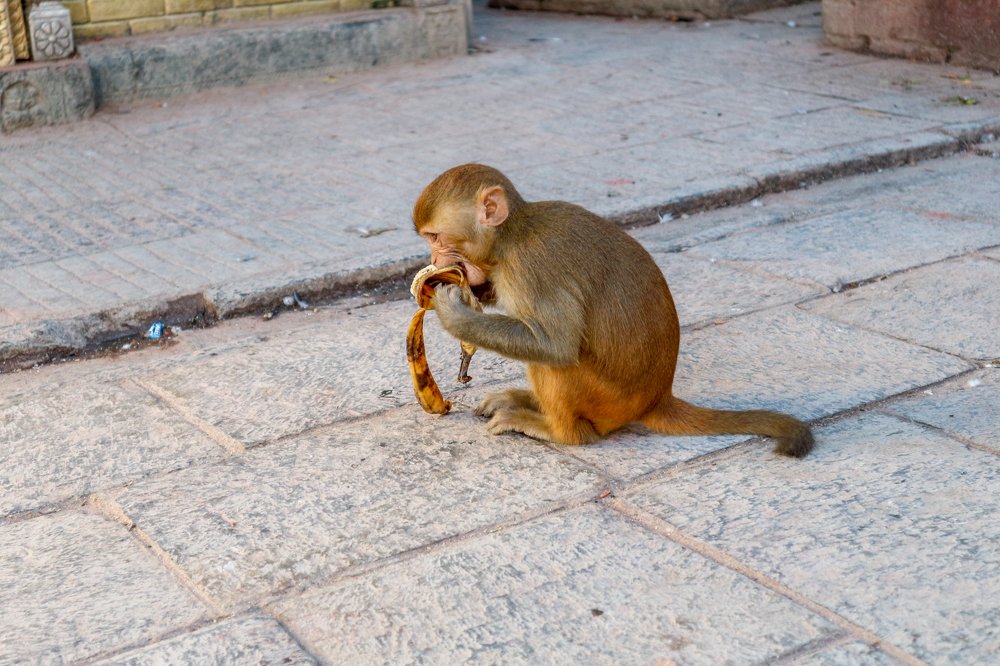 Macaque monkey eating a banana at Swayambhunath Stupa (The Monkey Temple)