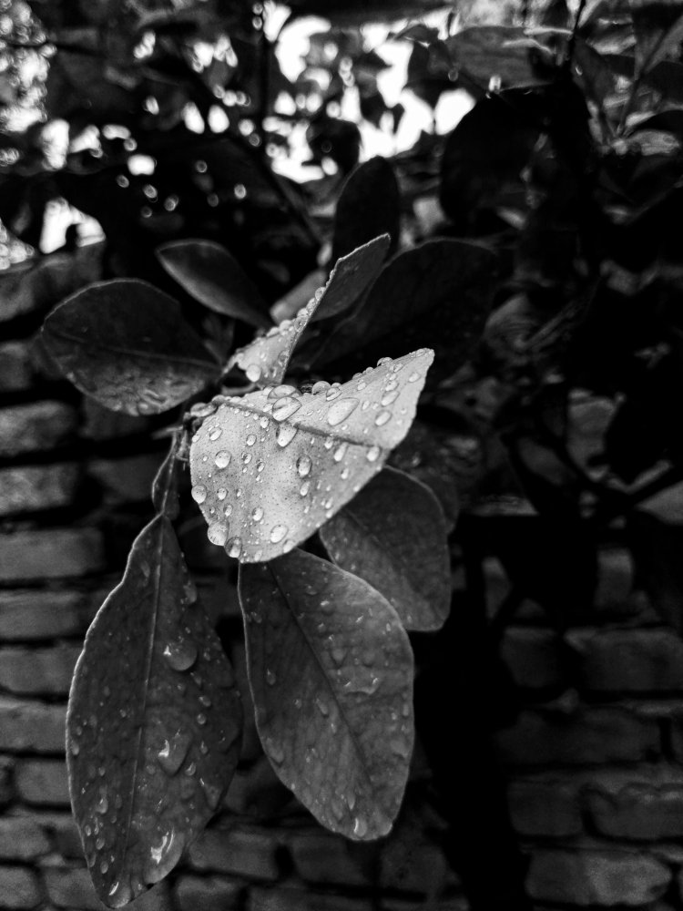 Photograph by Noor Abd ali HT