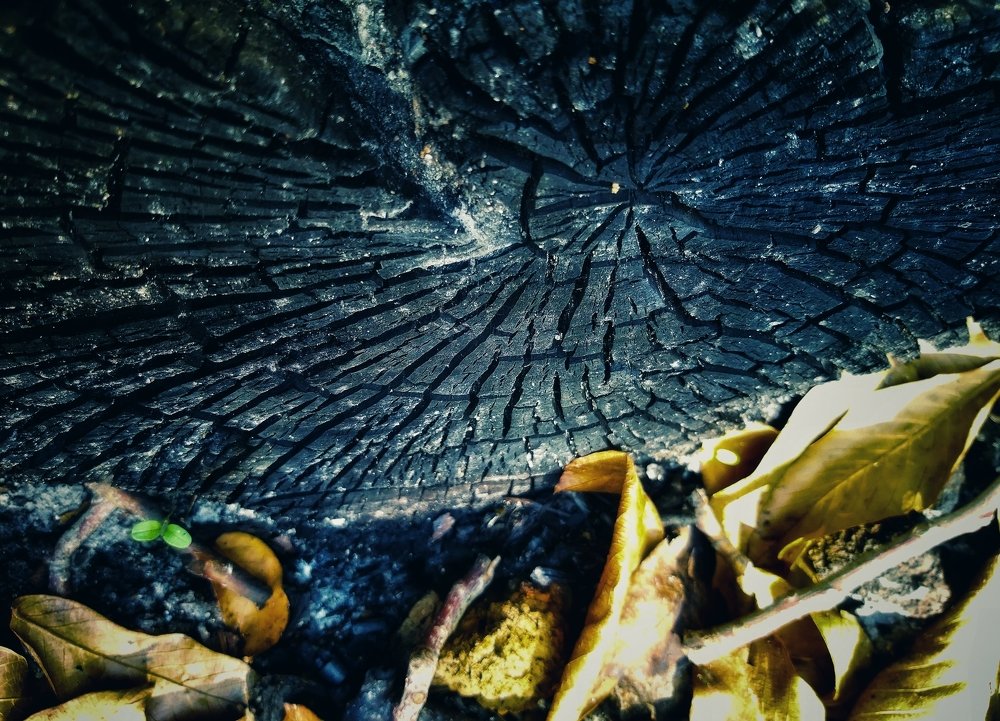 Photograph by Yahya Kakapour