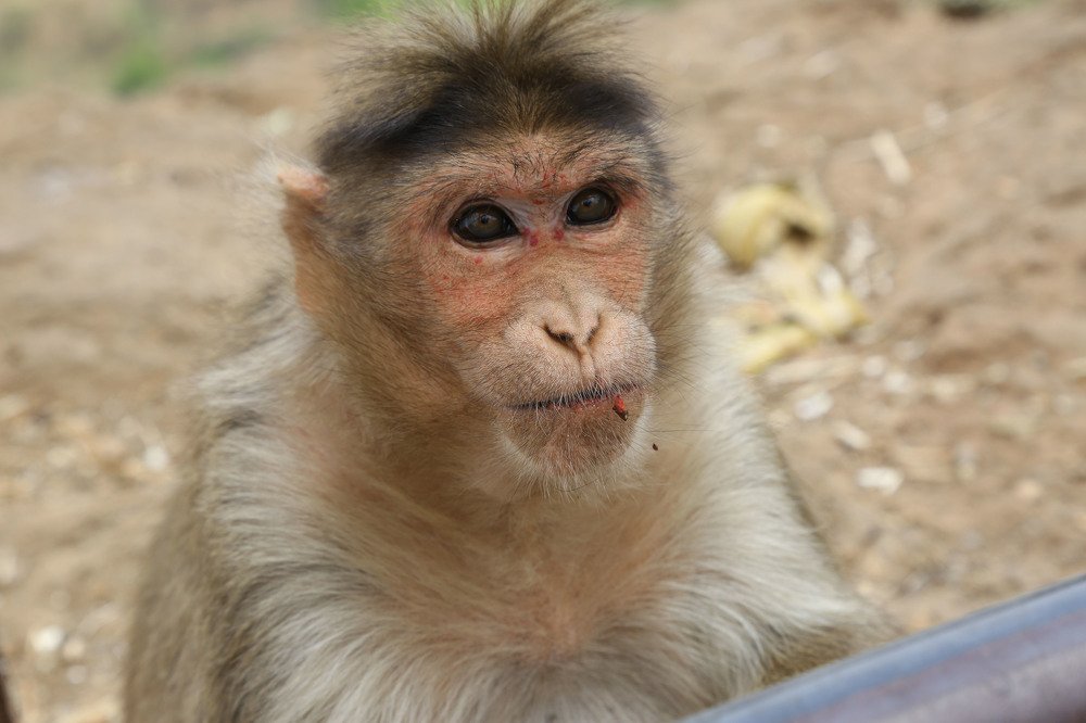 Photograph by santosh pandit