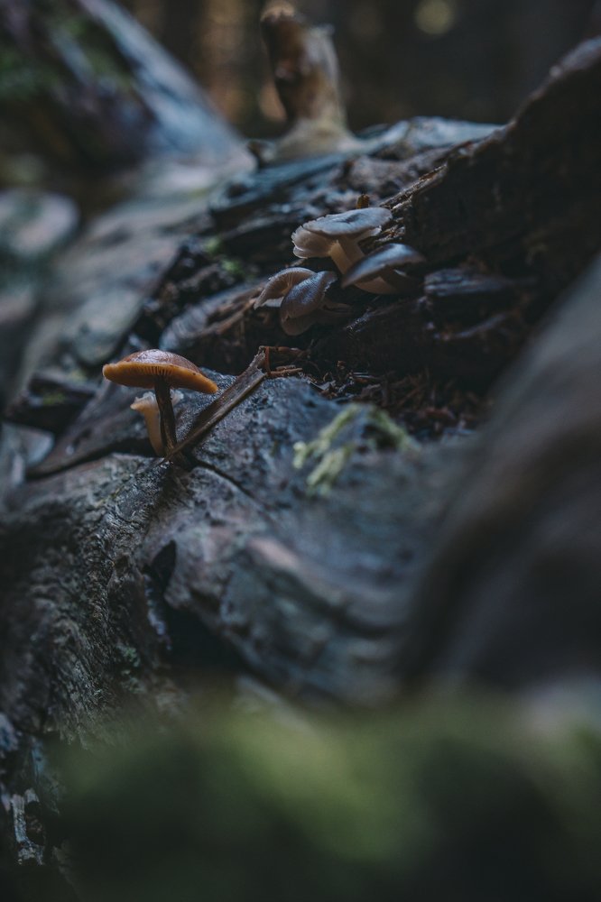 Photograph by  Sofo007