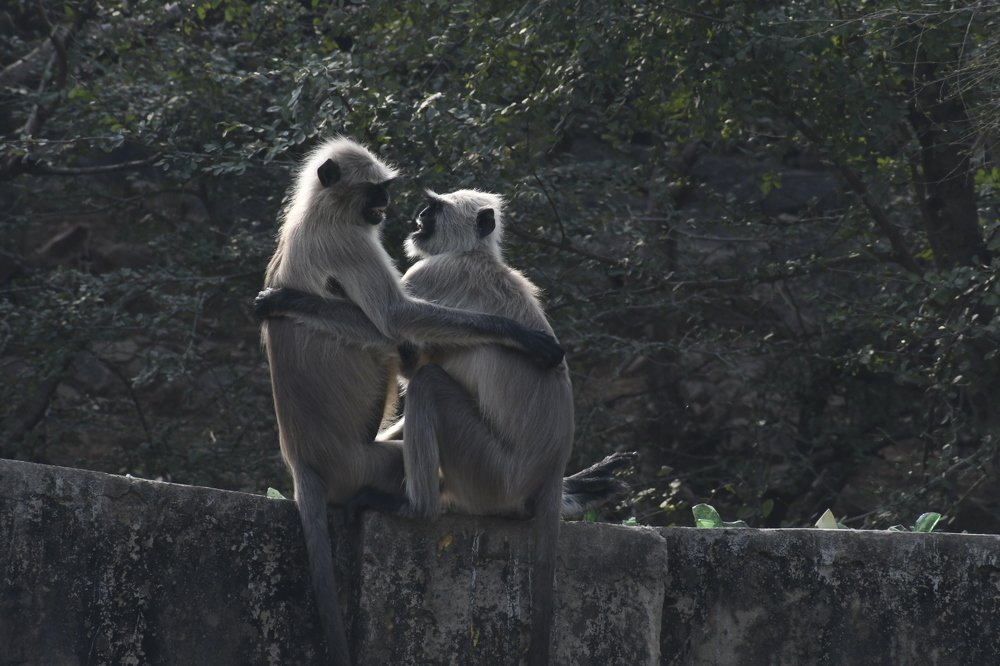 Photograph by Praveen Bhagat