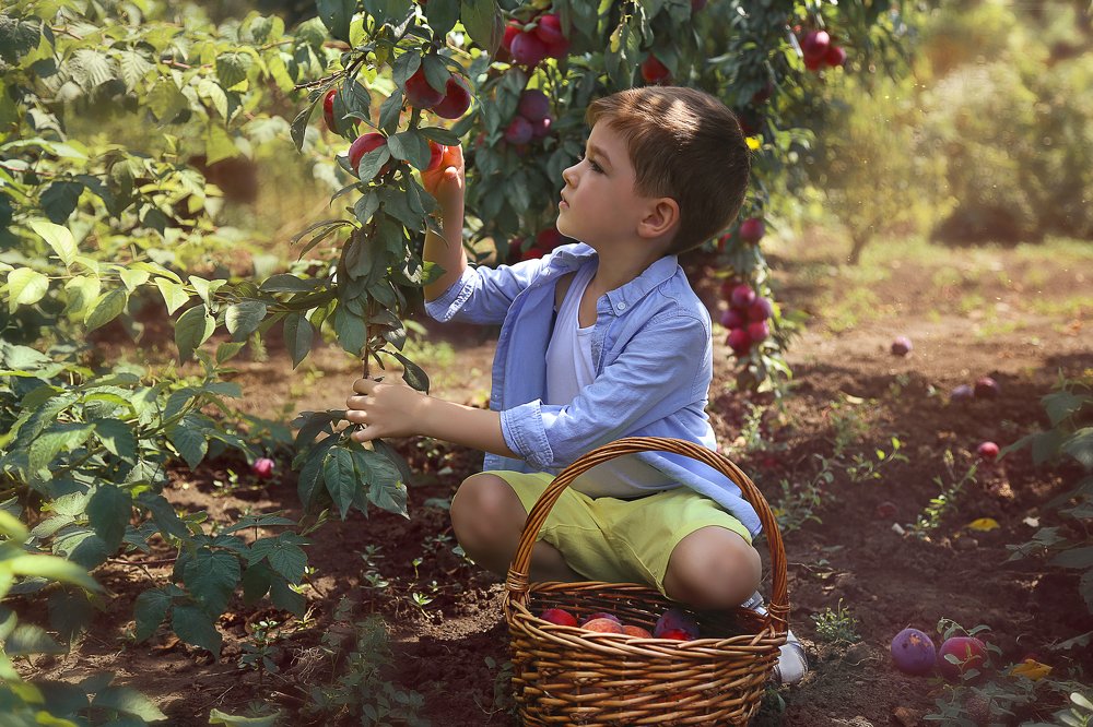 Сбор урожая