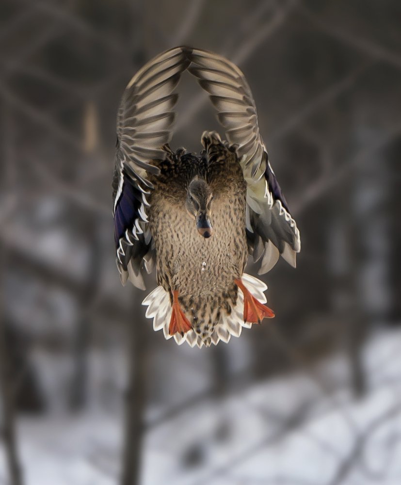 Photograph by Олег Пученков