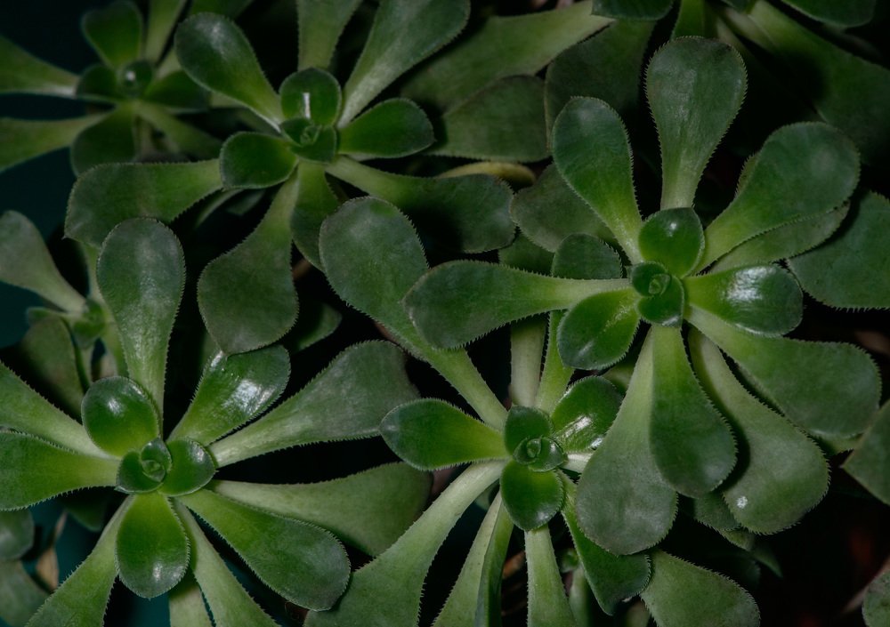 Photograph by Rimma Volchenko