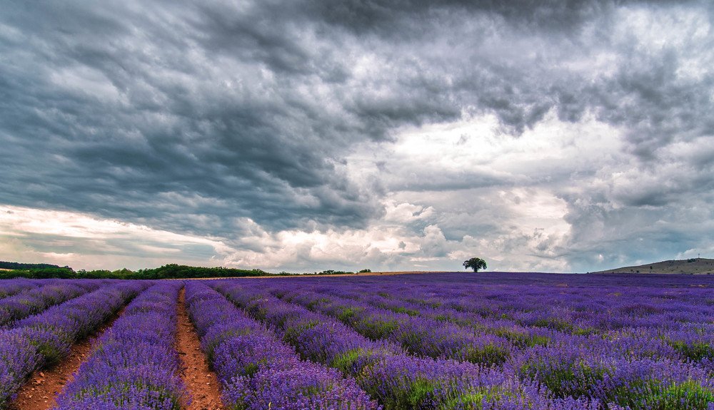 Photograph by Venelin Dimitrov