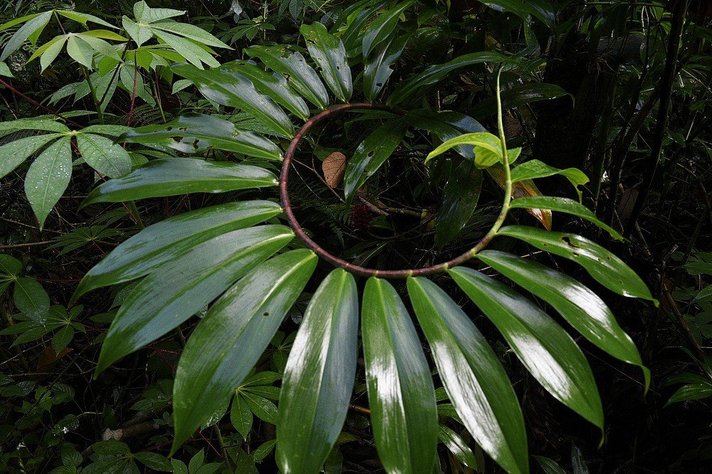 Photograph by Ooi Wei Hoong