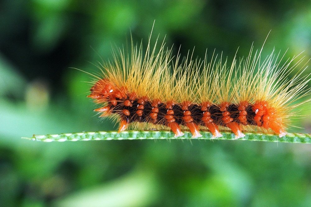 Photograph by Ooi Wei Hoong