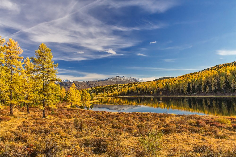Алтайское золото.