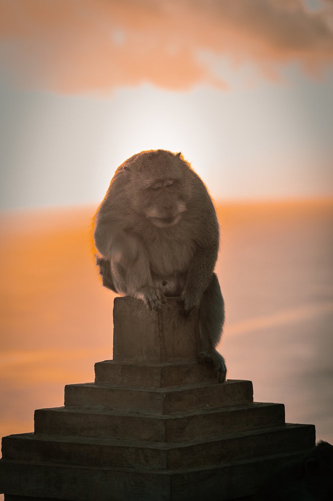 Грустная обезьяна