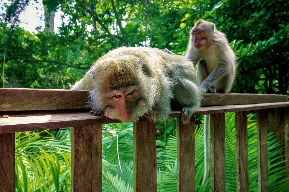 Выискивание блох