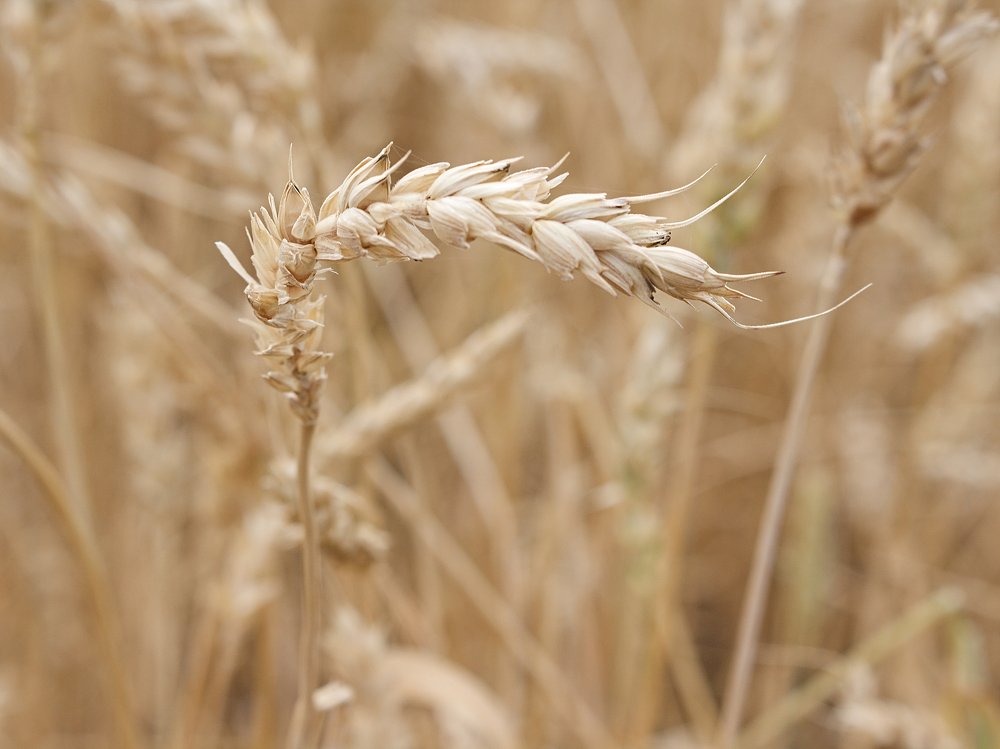 Photograph by Евгений Козлов