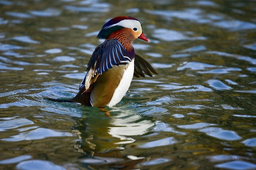 Мандаринка