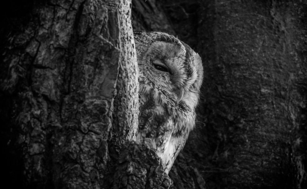 Photograph by Janusz Wodyński