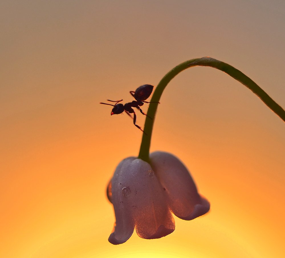 Солнечный слонёнок