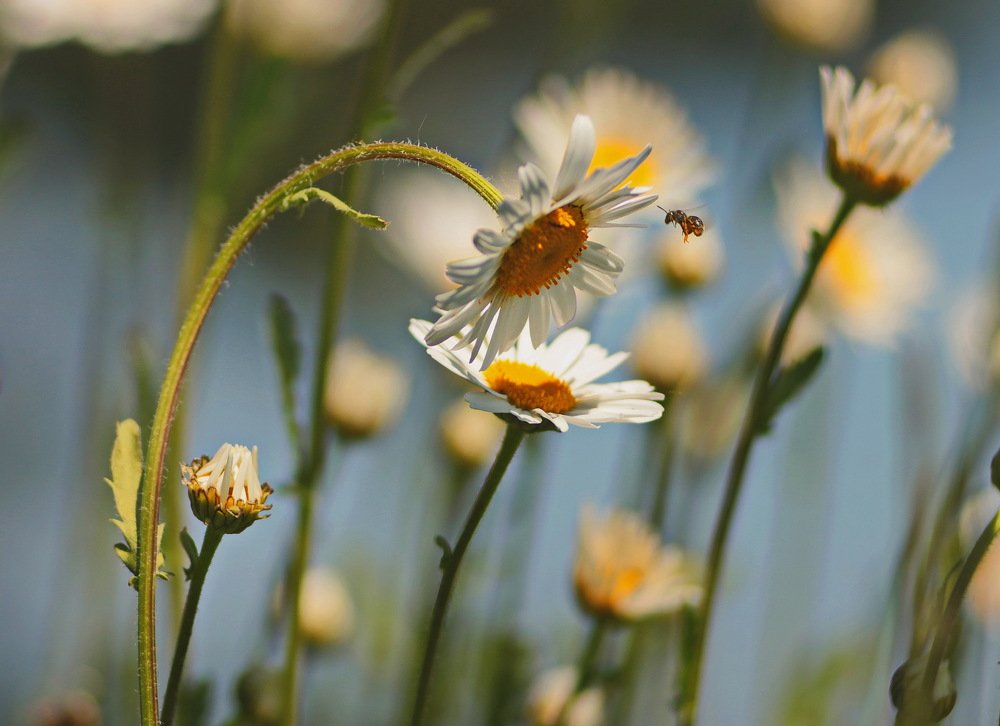 Стремление к прекрасному