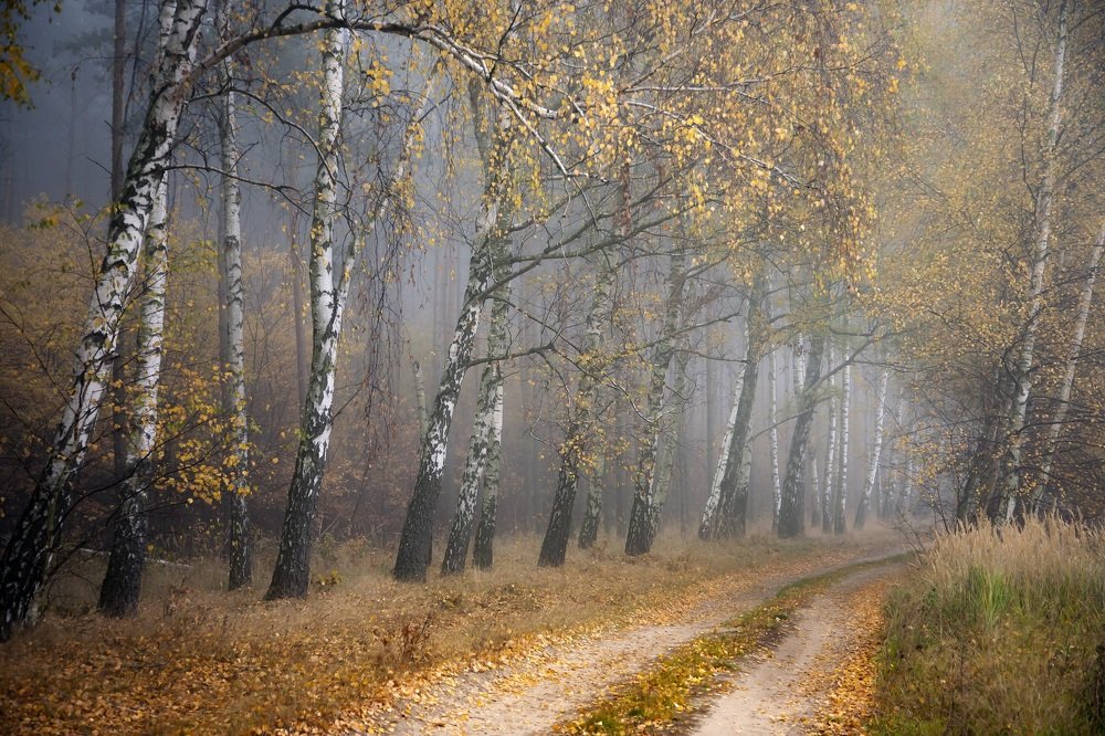 Photograph by  MiroM