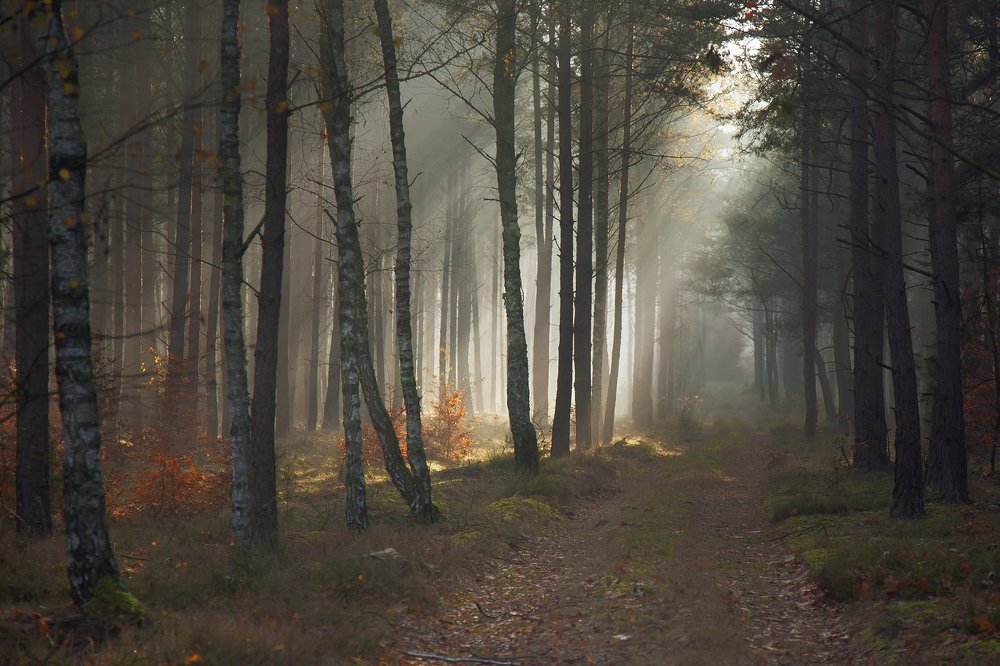 Photograph by  MiroM