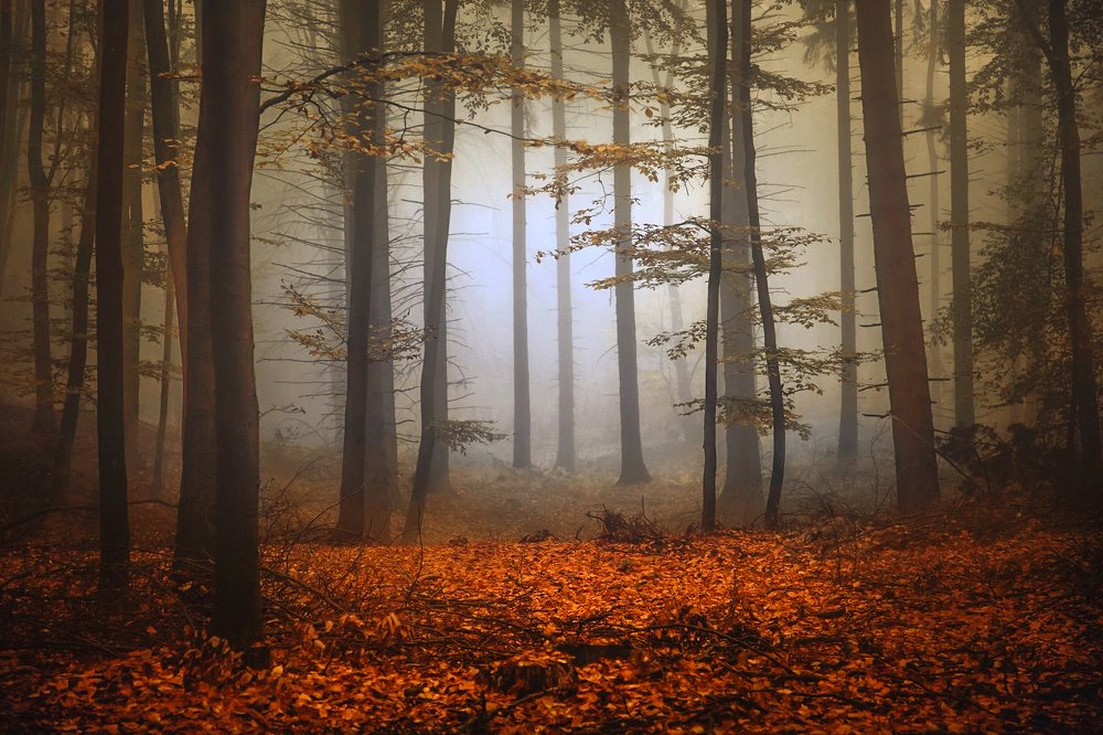 Photograph by  MiroM