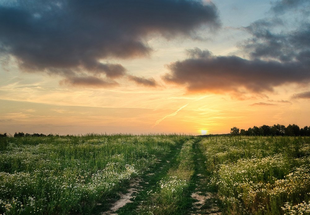 Вечерние ромашки