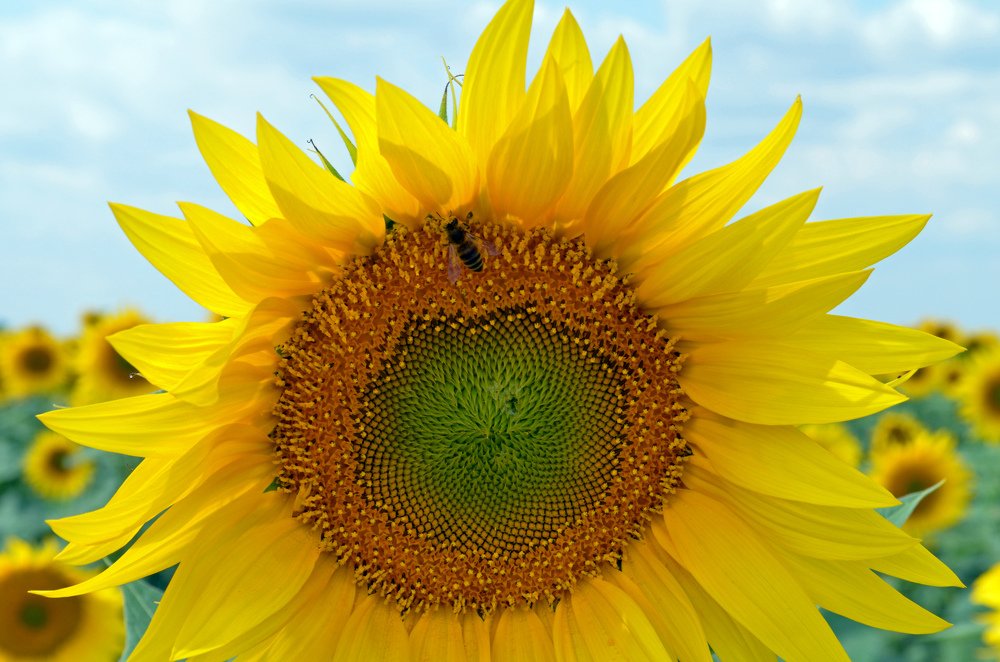 Photograph by Дмитрий