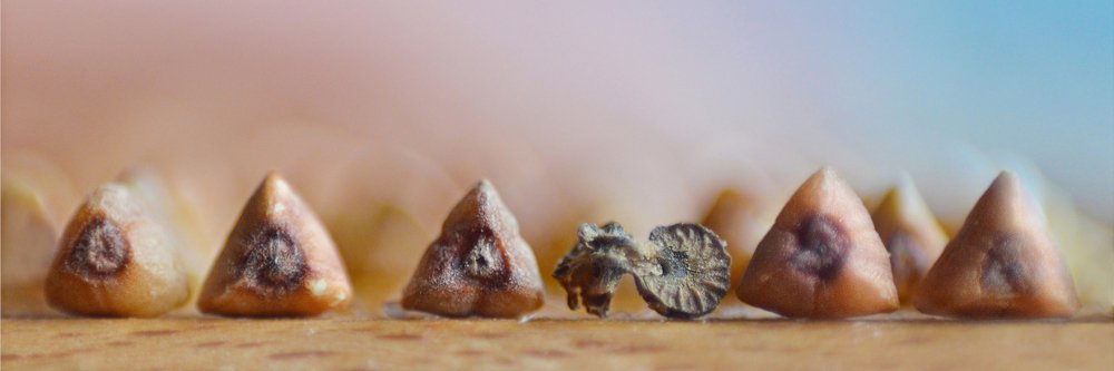 Гречневые пирамиды