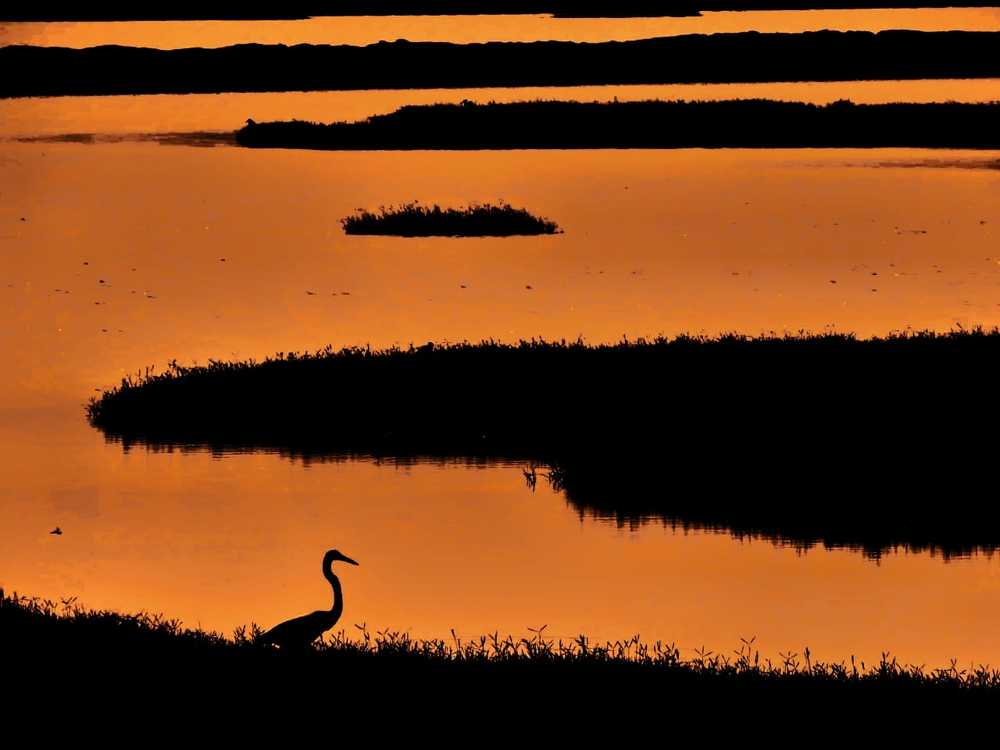 Photograph by DEBANJAN JANA