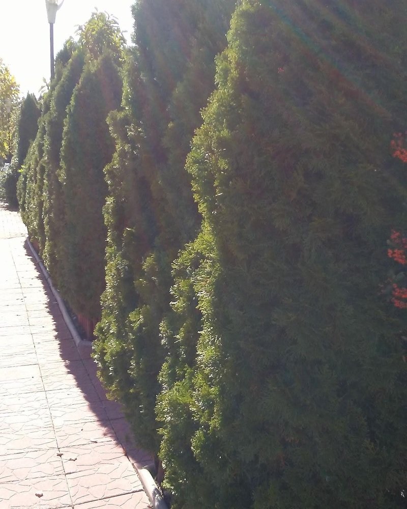 A street with fir trees