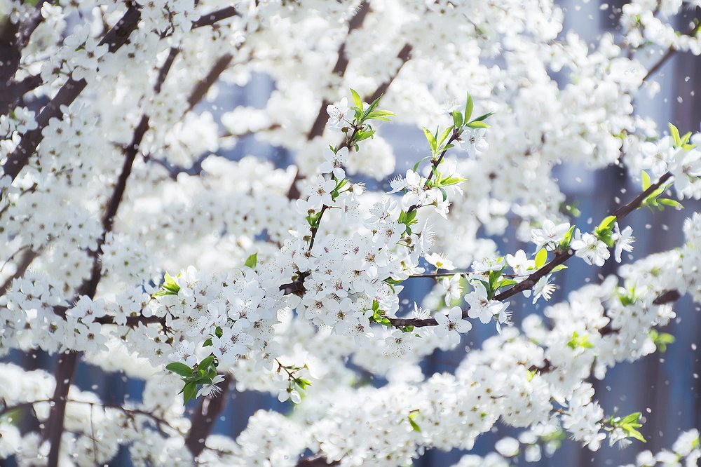 Photograph by Marina Baccardi