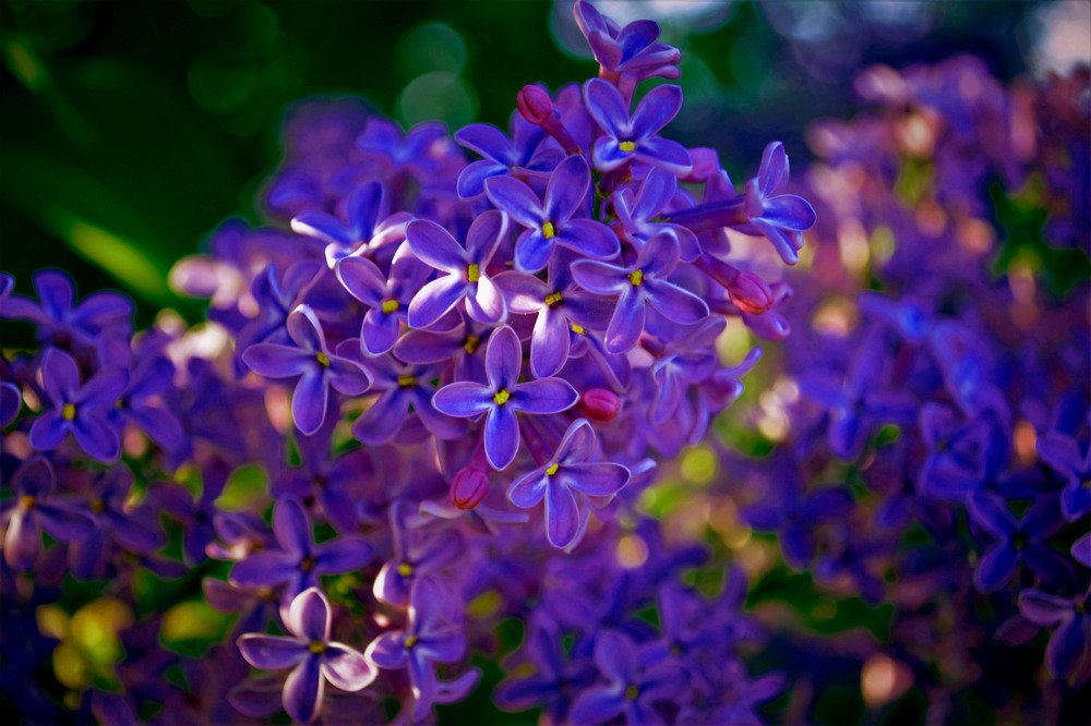 Photograph by Александра Коновалова