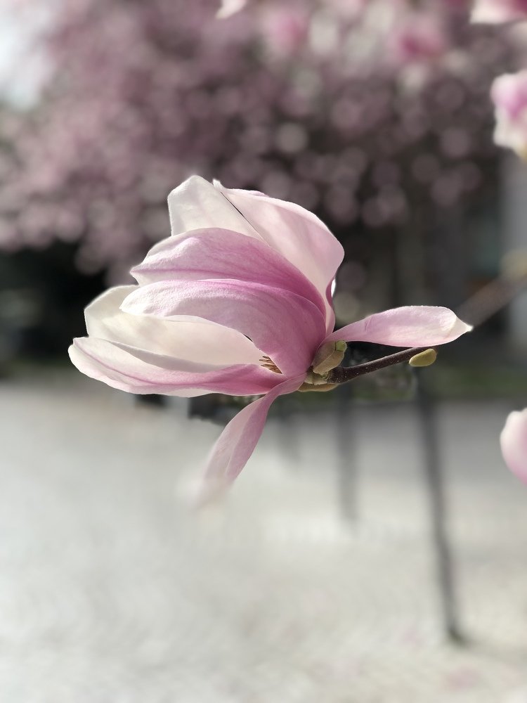 Photograph by Анастасия Лясович