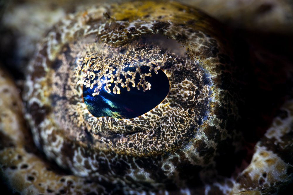 Посмотри мне в глаз