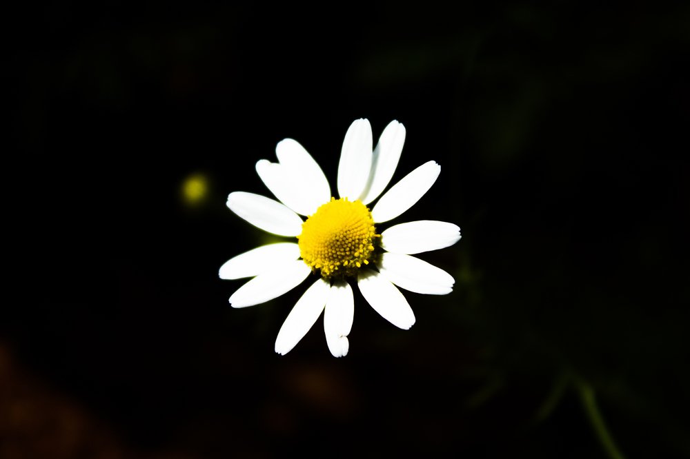 Photograph by Osama Khaleel