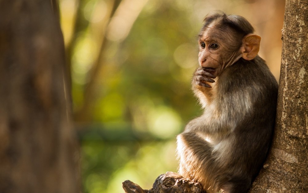 Photograph by  Rohan Bharadwaj